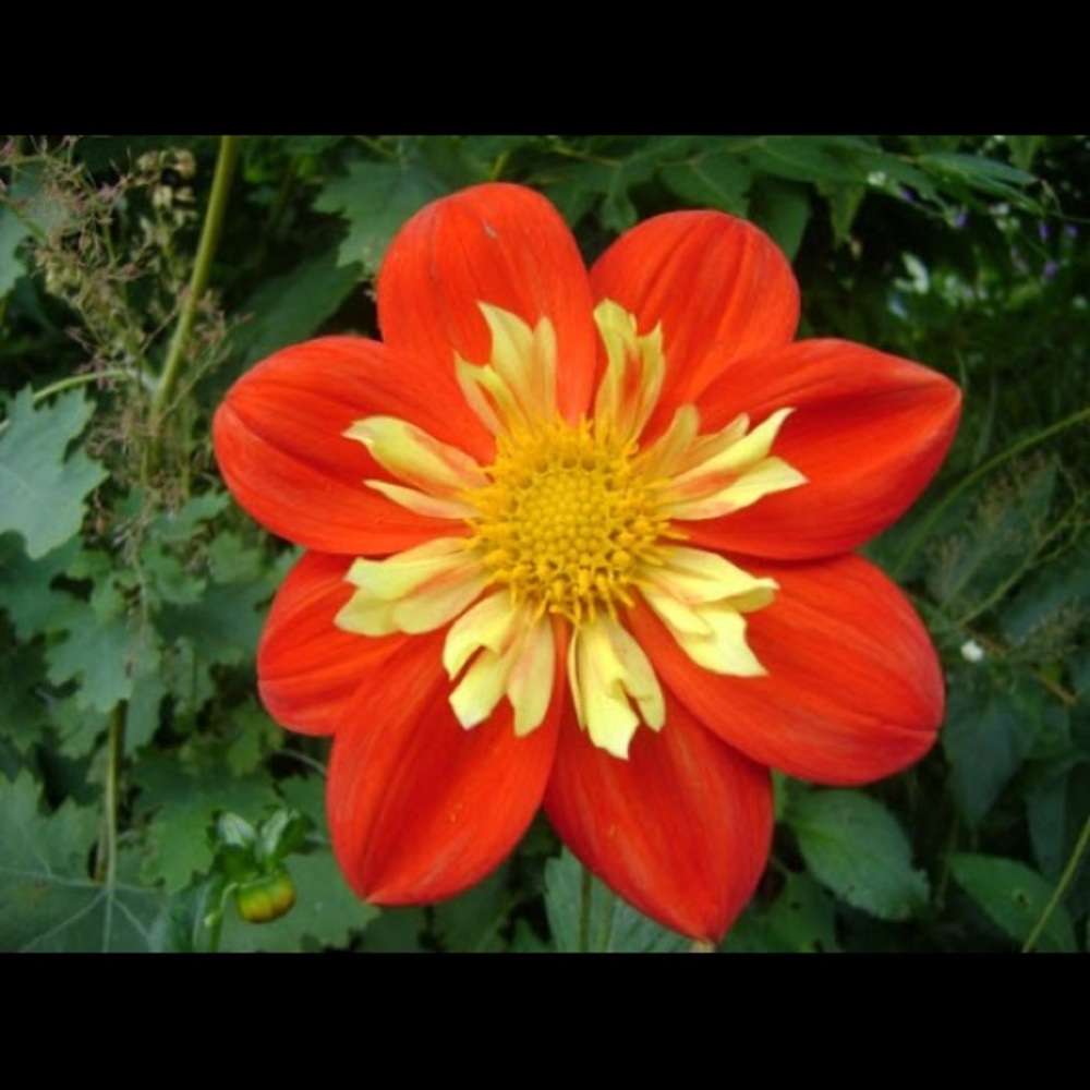 Meet your Posher, Melvit